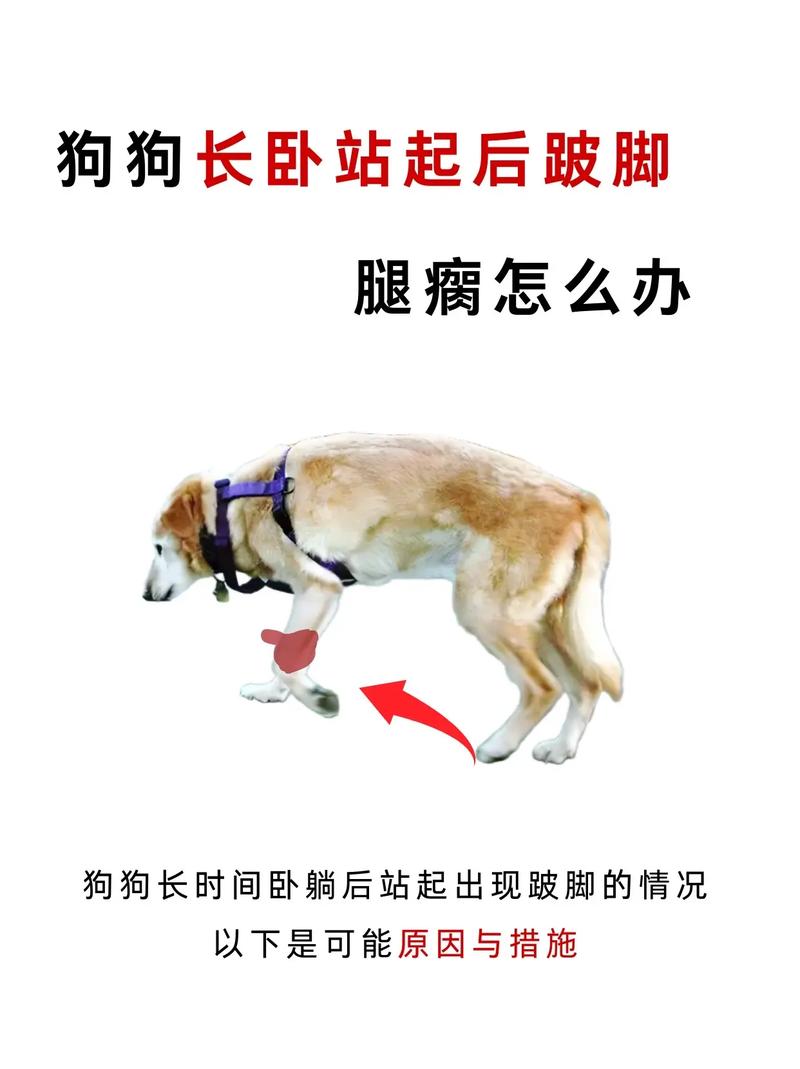 狗的脚突然瘸了怎么办啊