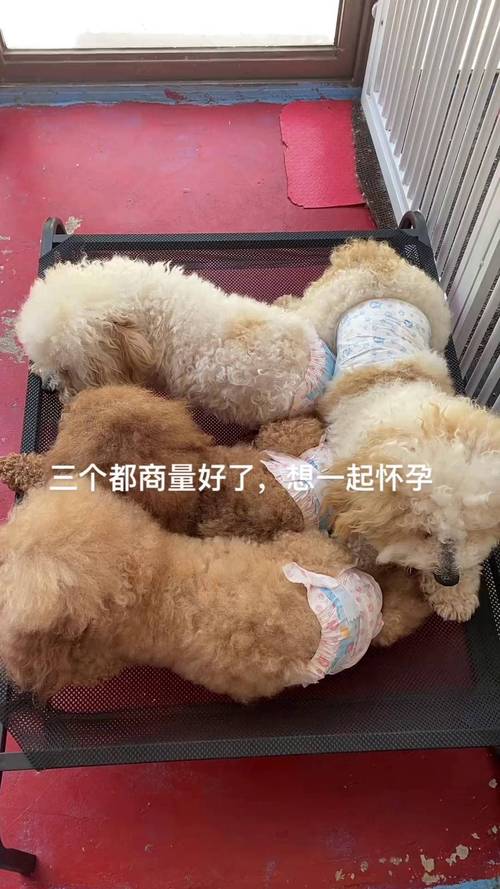 狗狗发情多少天才能配