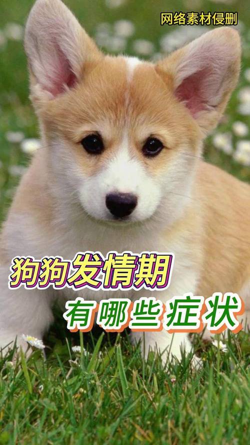 狗狗发情第几天是最佳配种时间