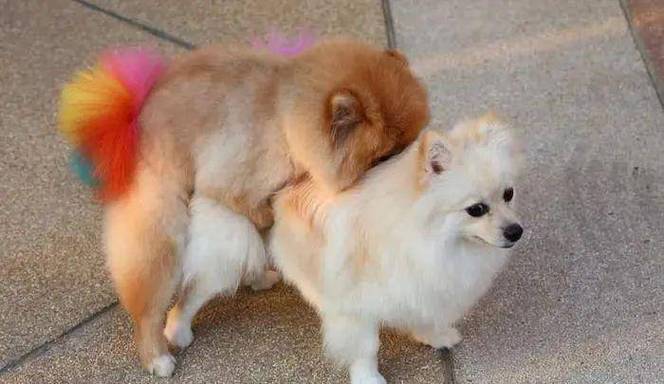 狗狗发情期过了还可以配狗么?