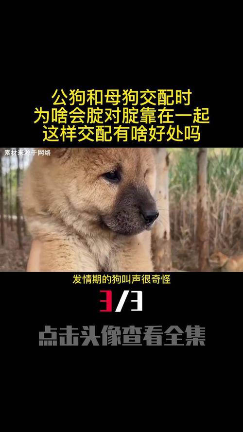 母犬发情期多久可以交配。