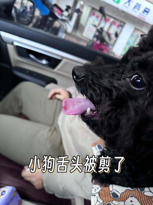 小狗舌头被不小心剪到了,有点出血怎么办
