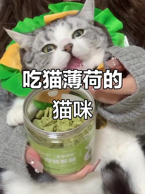 猫吃了很多猫薄荷饼干会怎么样?