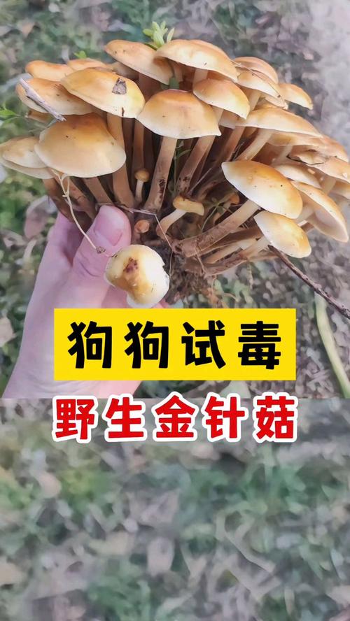 泰迪狗能吃金针菇吗