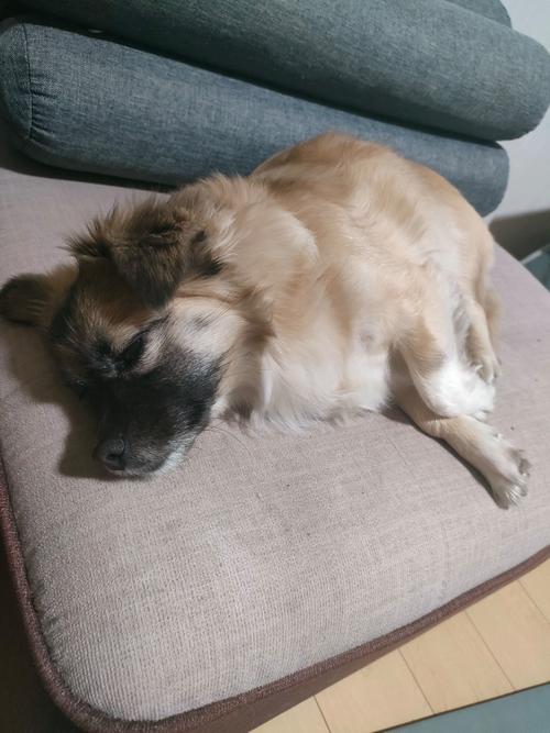 狗狗日子过得不错的表现