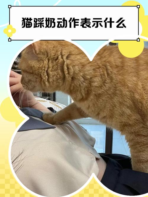 猫咪踩奶是什么意思
