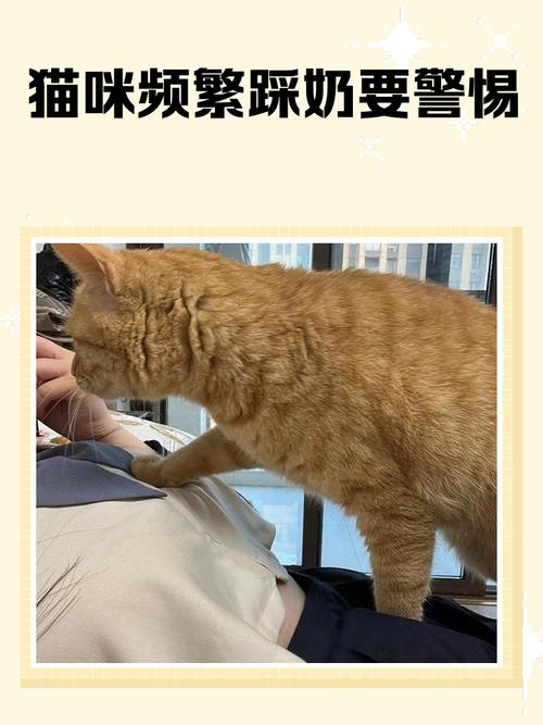 12种猫咪肢体语言