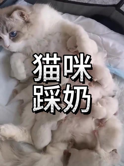 猫为什么会有踩奶的行为?