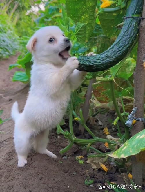 狗狗为什么吃黄瓜