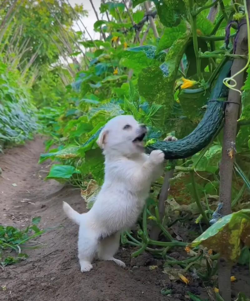 狗狗能吃黄瓜吗