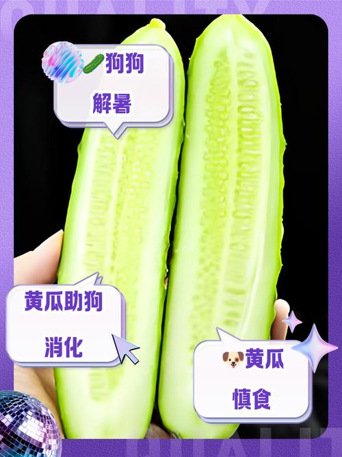 狗吃黄瓜的好处和坏处