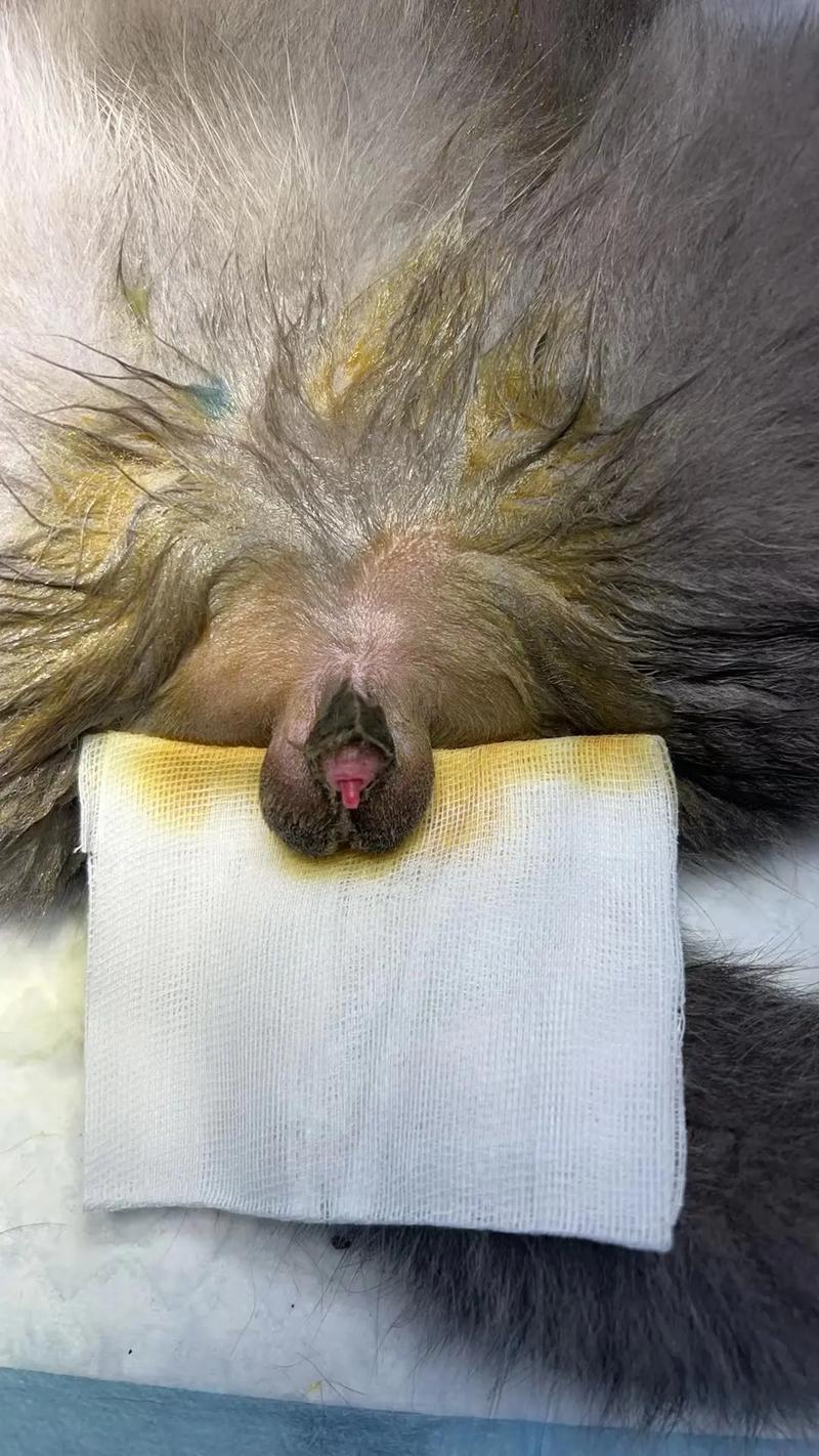 公猫多大可以做绝育?