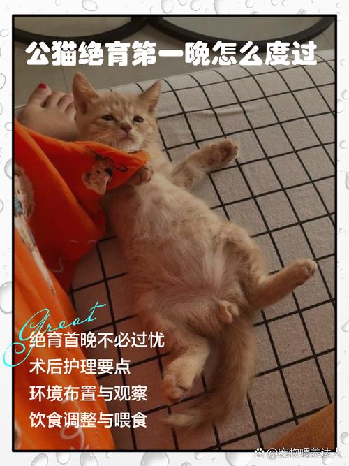 公猫绝育的最佳时间