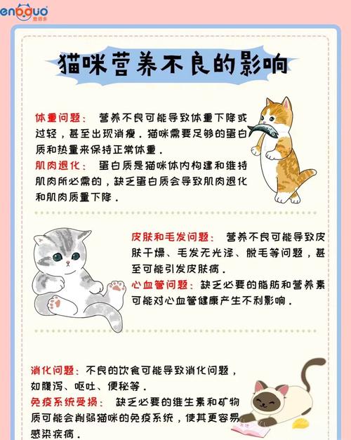 猫咪营养不良怎么办?