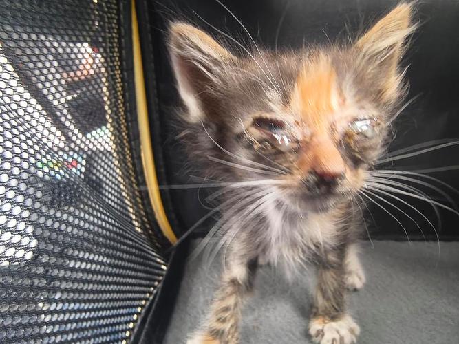 巴厘猫营养不良该怎么办?