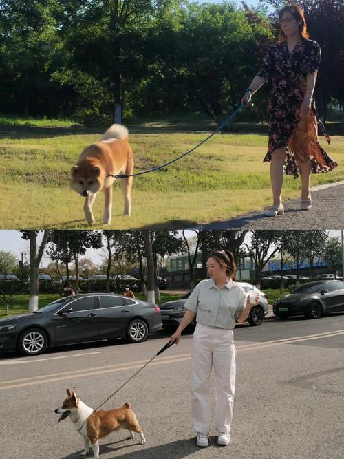 带狗子出去遛弯,它却趁我不注意吃草!