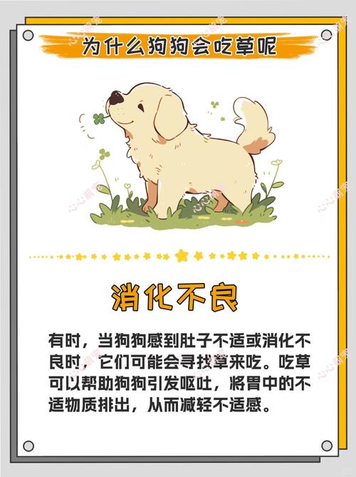 狗狗“找叶子吃”,是因为这5个原因!