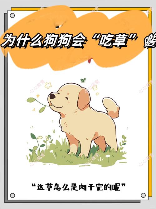 狗狗吃草是在干嘛?会对身体有害吗?宠主一定要了解