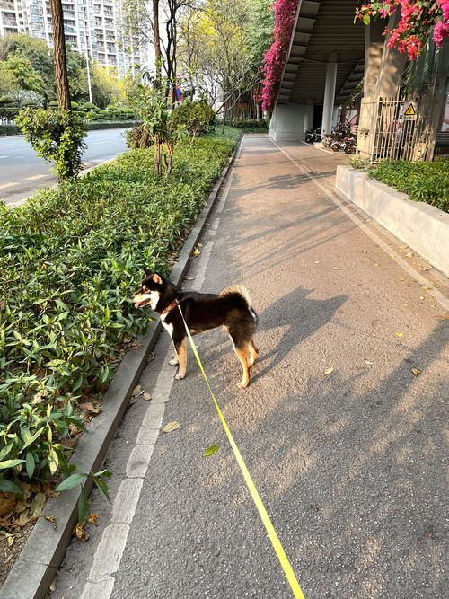 狗狗“吃草”,是因为肚子饿吗?