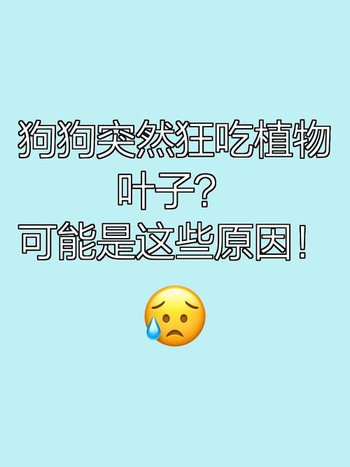 狗狗为什么会吃草?是好玩还是生病了?