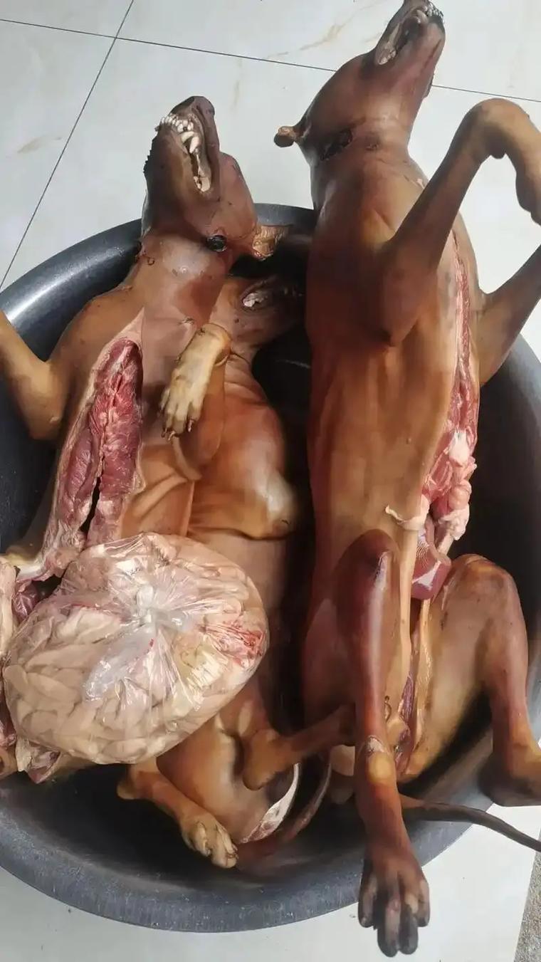 狗狗不小心吃了炸鸡怎么办