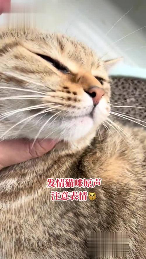 猫咪发情期