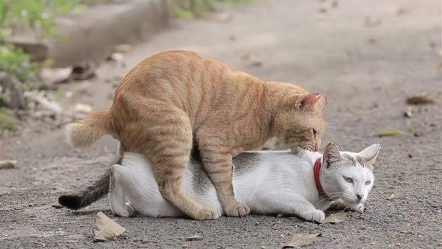 布偶猫发情期一年几次?