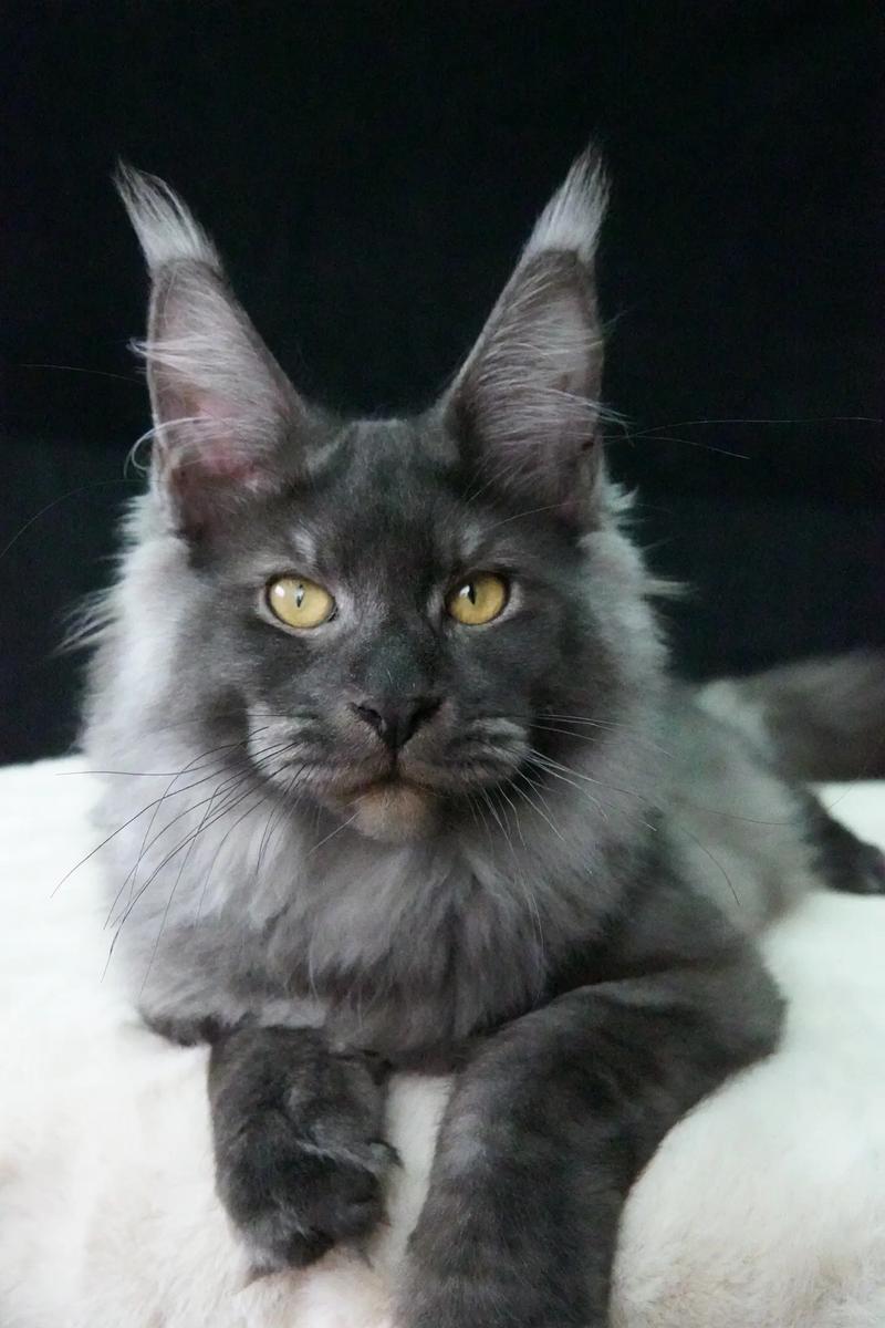 白色的猫咪名字