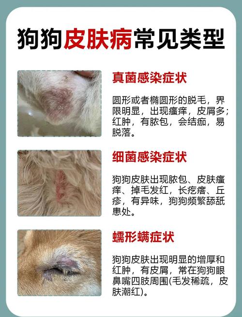 狗狗皮肤病多久能好