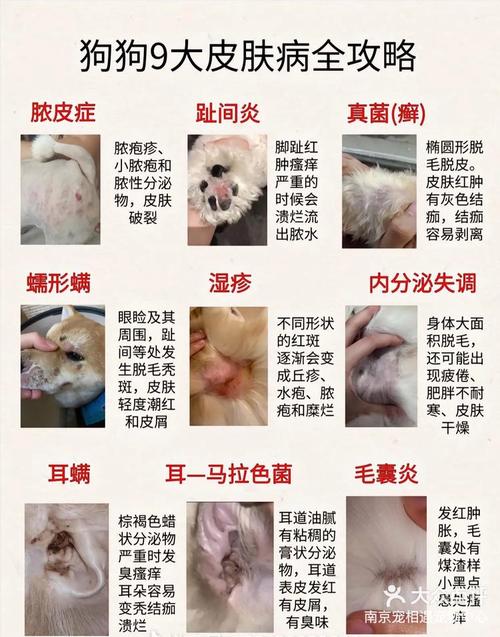 狗皮肤病能治好吗