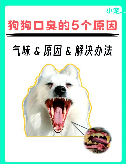 狗狗口臭的原因和解决方法