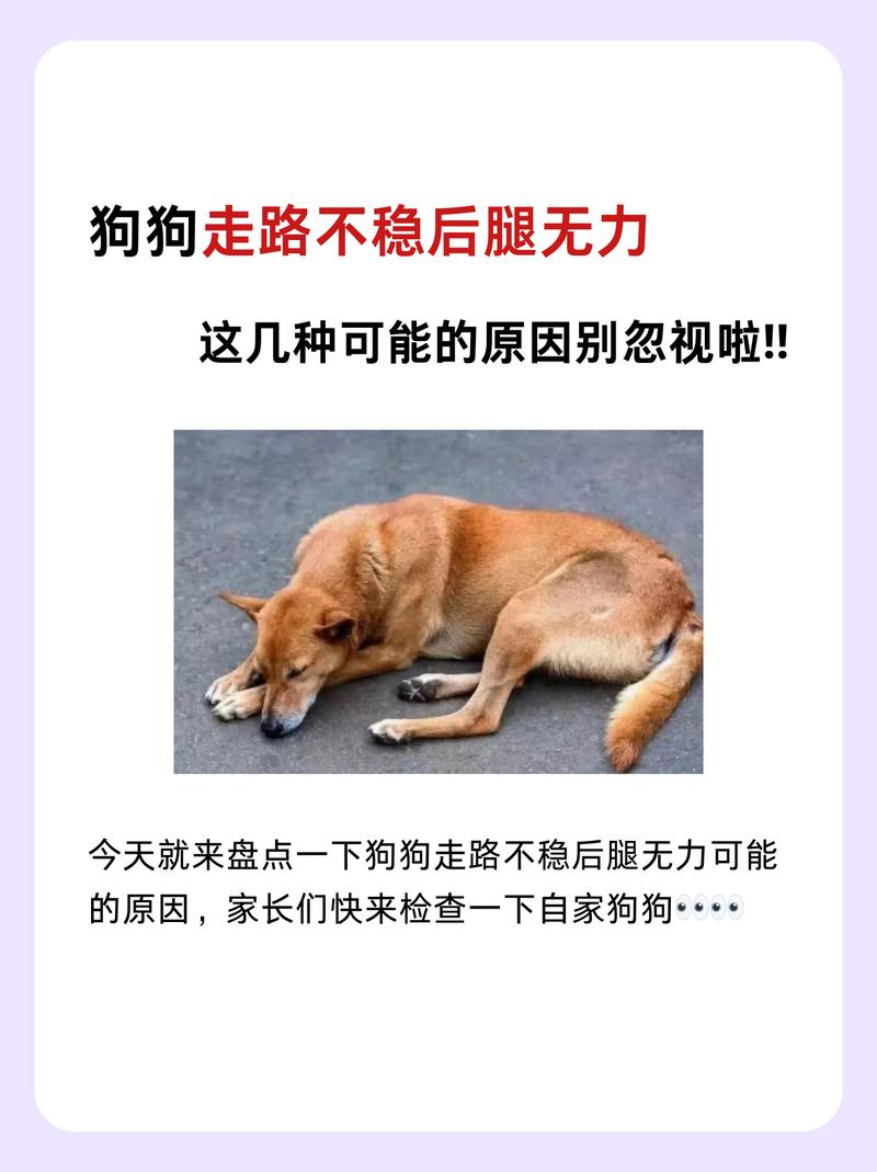狗狗不愿意走路怎么办