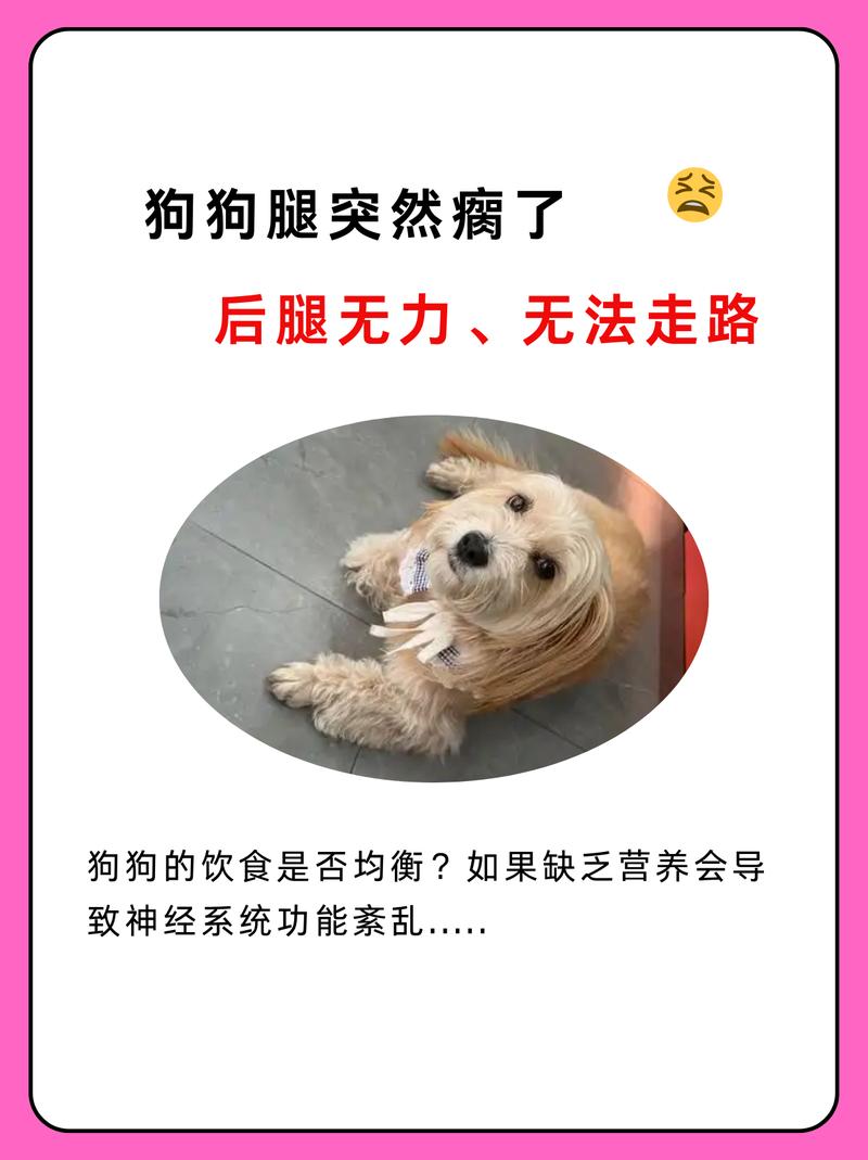 狗狗出门不想走路怎么办?