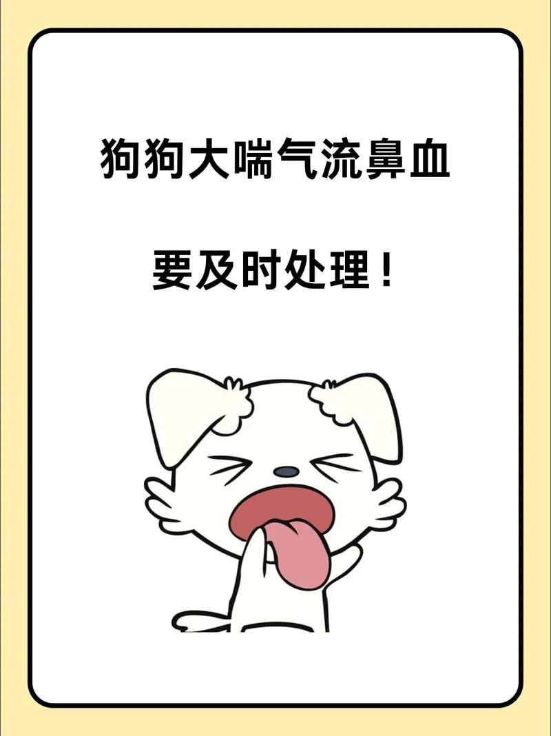 狗狗流鼻血是上火?其实是重病的征兆,主人不及时处理会害了狗狗