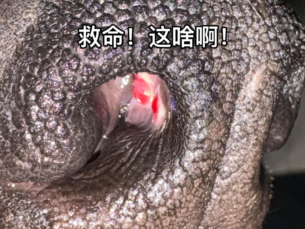 狗狗单侧鼻子流鼻血怎么办