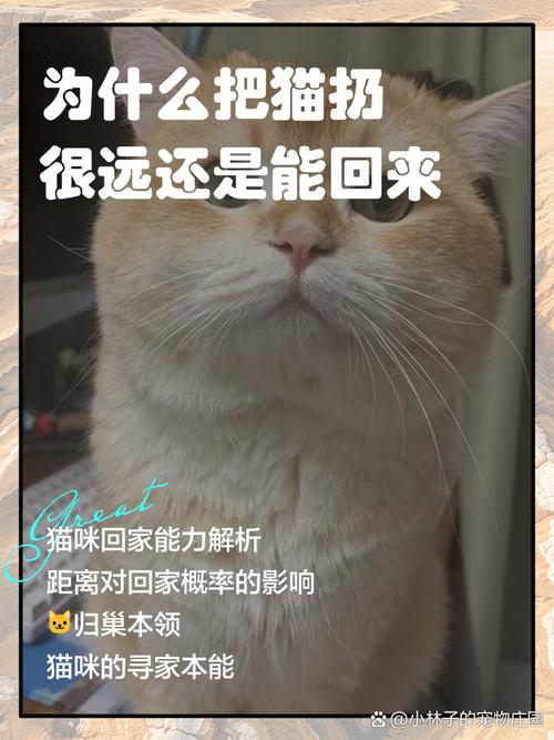 “过年回家,把猫咪独自留在出租屋7天,我后悔了”