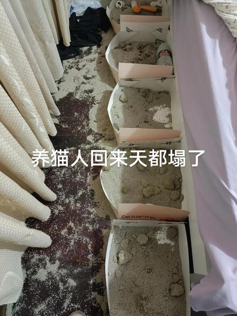 猫自己在家能呆几天