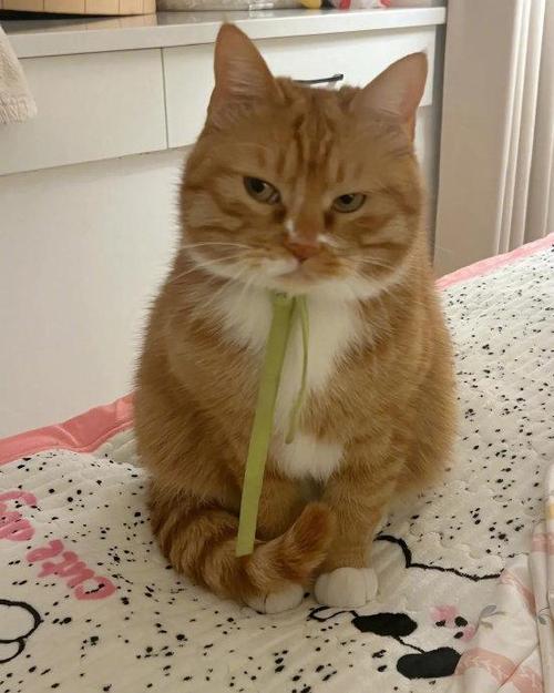 猫很调皮怎么办?家里经常搞的乱七八糟的,快被气死了。