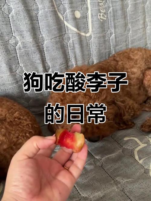 狗狗为什么吃李子