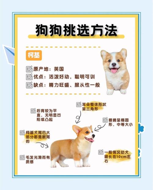 怎么测狗狗是什么品种的狗?