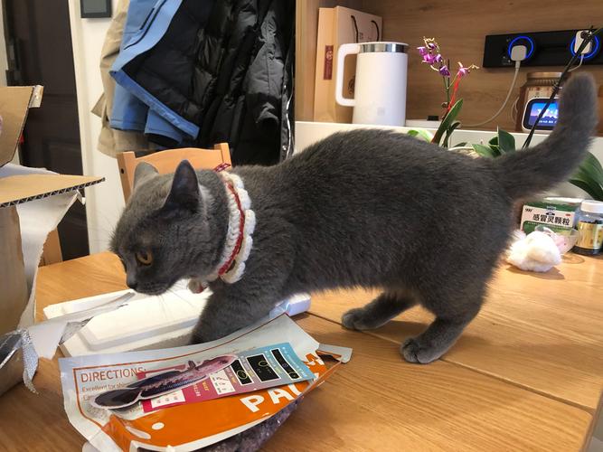 出门10天家里没人猫咪自己在家可以吗?