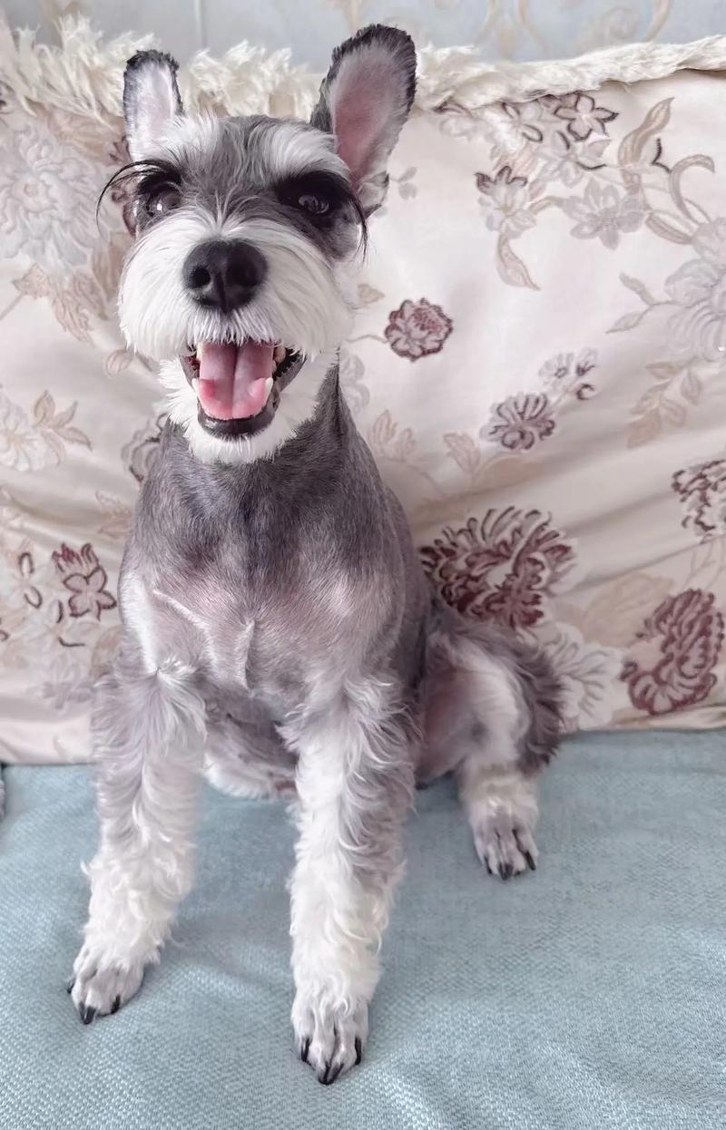 霸气网红的狗狗名字