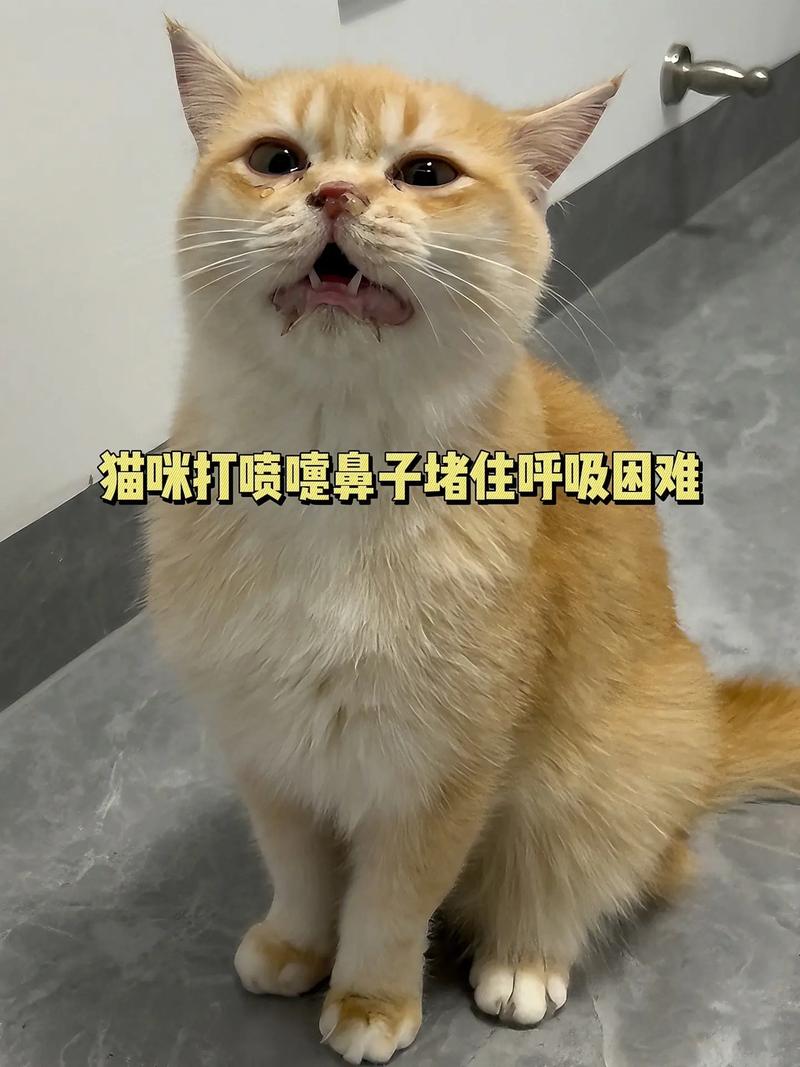 小猫咪打喷嚏,是感冒了吗?