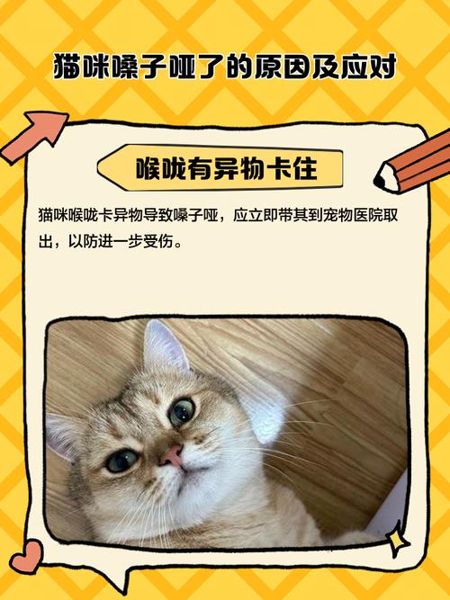 猫嗓子叫哑了怎么恢复