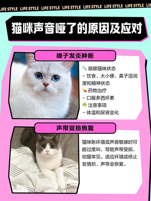 猫嗓子叫哑了要怎么恢复?