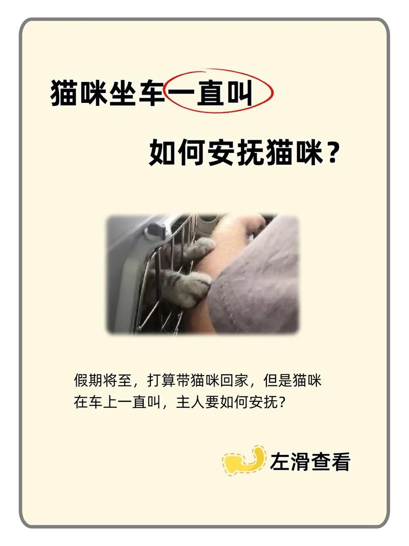 猫咪在车上一直叫怎么办