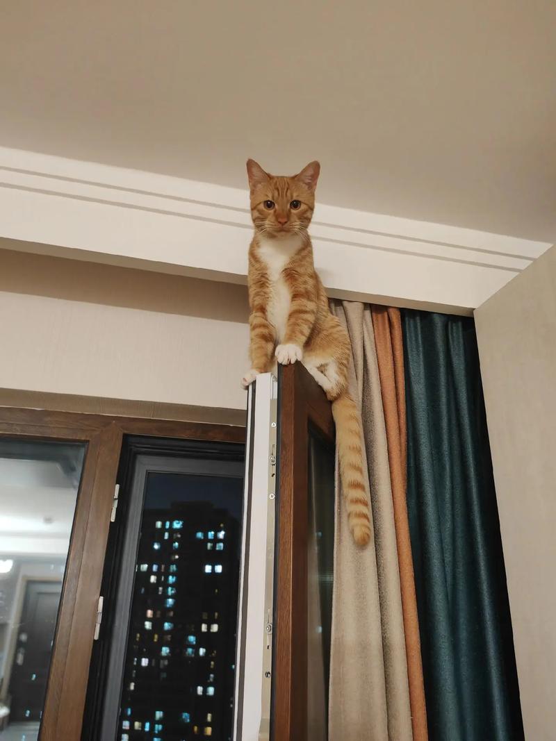 为什么小猫要死的时候一直叫