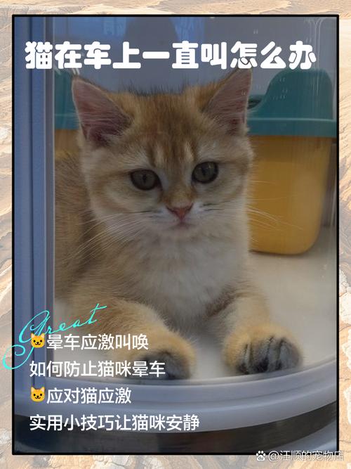 猫咪为什么一直叫一摸它就不叫了