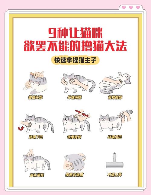 怎么揉猫肚子会让猫舒适?