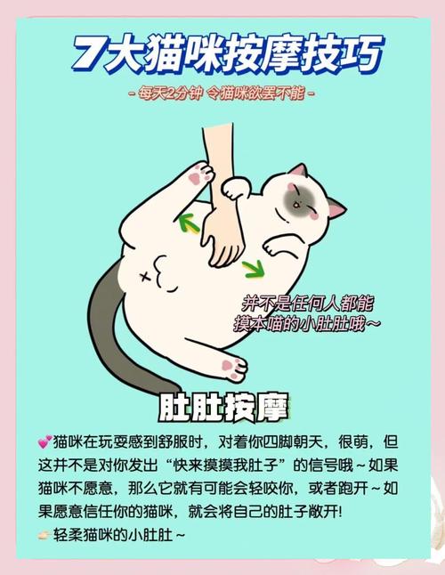 怎么给猫咪按摩可以促进它消化?